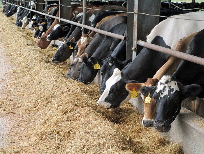 dairy farms management program